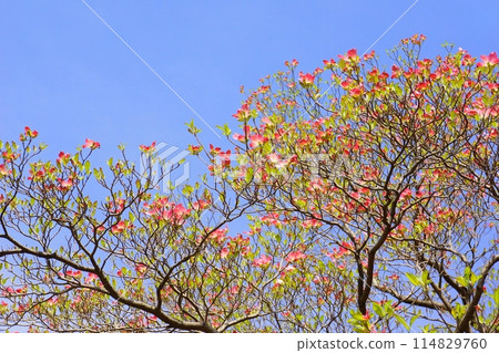初夏盛開的花水木 初夏盛開的花水木 114829760
