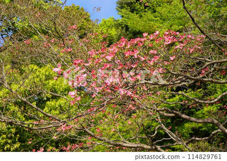 初夏盛開的花水木 初夏盛開的花水木 114829761