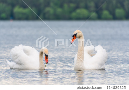 Mating games of a pair of white swans. Swans swimming on the water in nature. Valentine's Day background Mating games of a pair of white swans. Swans swimming on the water in nature. Valentine's Day background 114829825