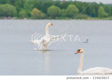 Two Graceful white Swans swimming in the lake, swans in the wild 114829837