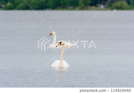 Two Graceful white Swans swimming in the lake, swans in the wild Two Graceful white Swans swimming in the lake, swans in the wild 114829840