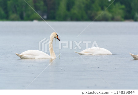 Two Graceful white Swans swimming in the lake, swans in the wild Two Graceful white Swans swimming in the lake, swans in the wild 114829844