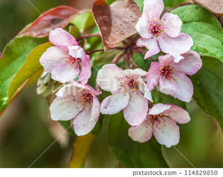 Fresh pink flowers of a blossoming apple tree with blured background Fresh pink flowers of a blossoming apple tree with blured background 114829850