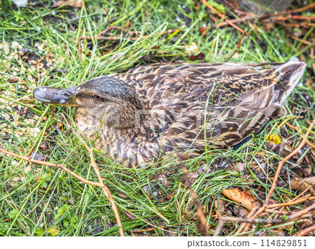 Duck hatching ducklings. Duck nest Duck hatching ducklings. Duck nest 114829851