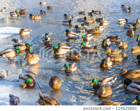 Flock of ducks playing and floating on winter ice frozen city park pond. Birds in winter gulls, ducks swim in a partly frozen lake 114829860