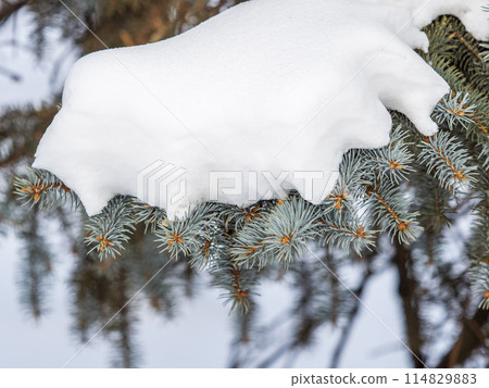 Green fir branches in winter covered with snow. Branches of fir tree as background. Frosty spruce branches. Outdoor with snowy winter nature. Forest landscape Green fir branches in winter covered with snow. Branches of fir tree as background. Frosty spruce branches. Outdoor with snowy winter nature. Forest landscape 114829883