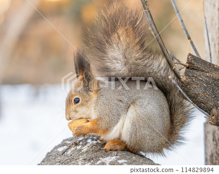 Portrait of a squirrel in winter on white snow background 114829894