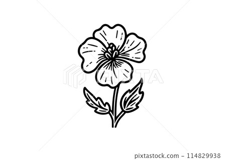 Hand drawn ink sketch of meadow wild flower. Engraved style vector illustration. Hand drawn ink sketch of meadow wild flower. Engraved style vector illustration. 114829938