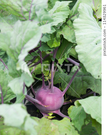 Purple kohlrabi in the vegetable garden Purple kohlrabi in the vegetable garden 114829961