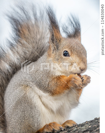The squirrel with nut sits on tree in the winter or late autumn 114830040