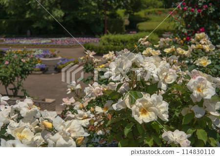 White Knockout White Roses [Chikozan Park, May] Saitama Prefecture 114830110