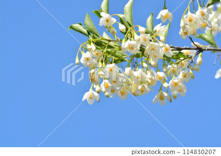 White flowers of Egonoki White flowers of Egonoki 114830207