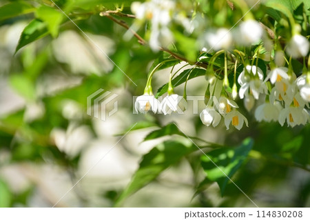 White flowers of Egonoki White flowers of Egonoki 114830208