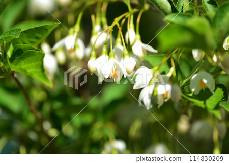 Egonoki白花 Egonoki白花 114830209