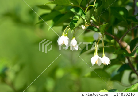 Egonoki白花 Egonoki白花 114830210