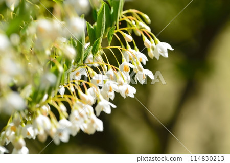 Egonoki白花 114830213