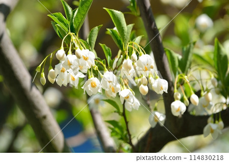 White flowers of Egonoki 114830218