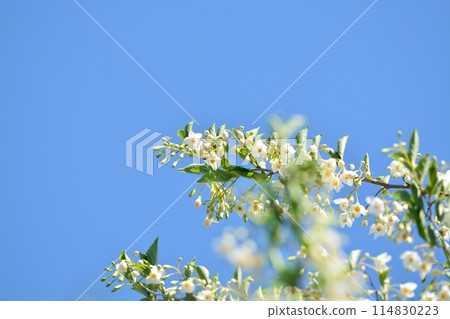 White flowers of Egonoki White flowers of Egonoki 114830223