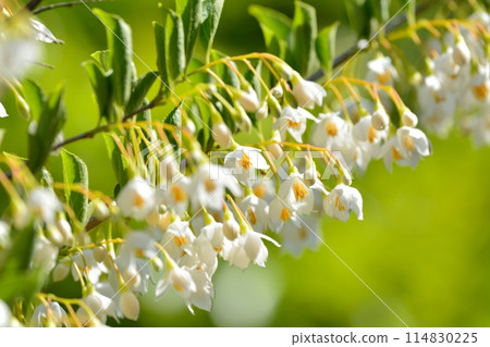 White flowers of Egonoki White flowers of Egonoki 114830225