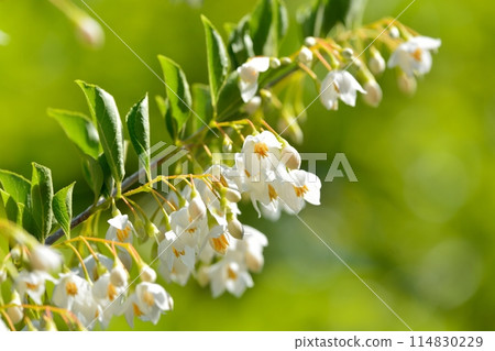 White flowers of Egonoki 114830229