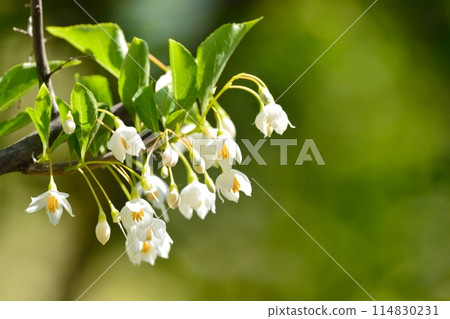 White flowers of Egonoki 114830231