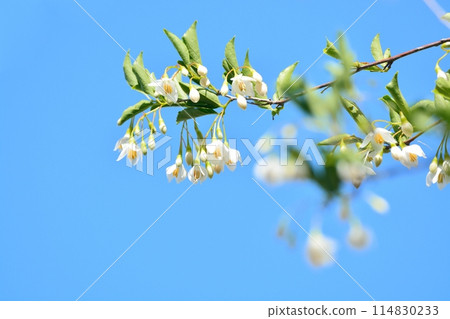 White flowers of Egonoki White flowers of Egonoki 114830233