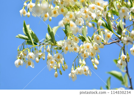 White flowers of Egonoki 114830234