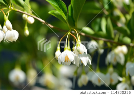 Egonoki白花 Egonoki白花 114830236