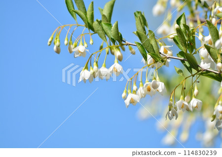 Egonoki白花 114830239