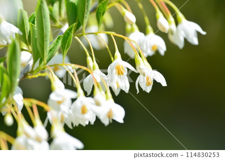 White flowers of Egonoki White flowers of Egonoki 114830253