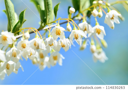 White flowers of Egonoki White flowers of Egonoki 114830263