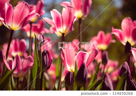 Bright colorful tulips close up. Bright colorful tulips close up. 114830268