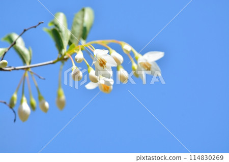 White flowers of Egonoki White flowers of Egonoki 114830269