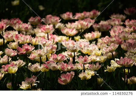 Pink flower tulip illuminated by sunlight. 114830276