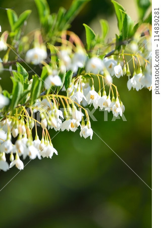 Egonoki白花 114830281