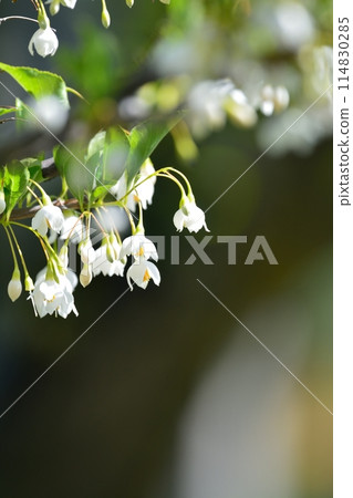 Egonoki白花 114830285