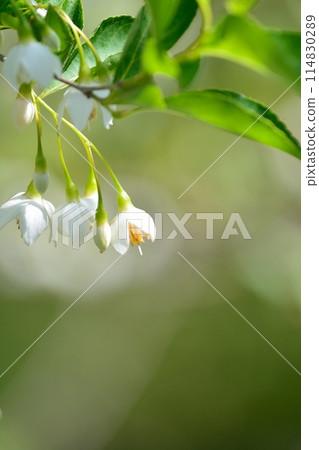 Egonoki白花 114830289