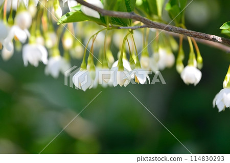 White flowers of Egonoki White flowers of Egonoki 114830293