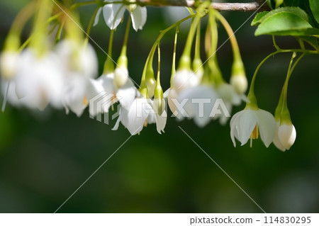White flowers of Egonoki White flowers of Egonoki 114830295