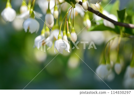 Egonoki白花 114830297