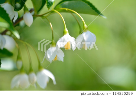 Egonoki白花 Egonoki白花 114830299