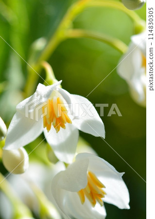 White flowers of Egonoki White flowers of Egonoki 114830305