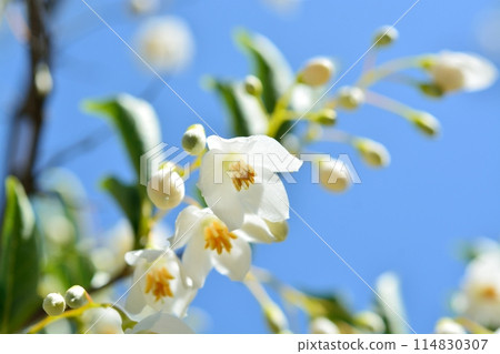 White flowers of Egonoki 114830307