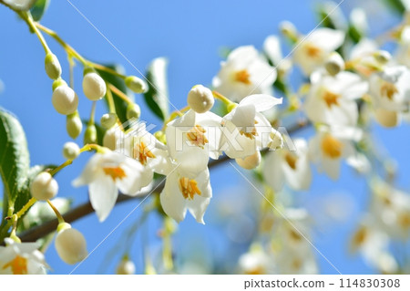 White flowers of Egonoki White flowers of Egonoki 114830308