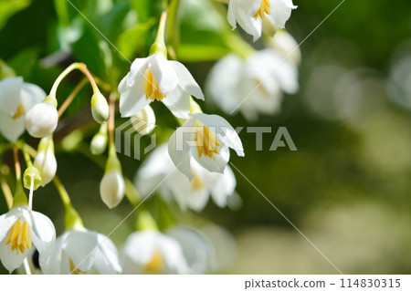 White flowers of Egonoki White flowers of Egonoki 114830315