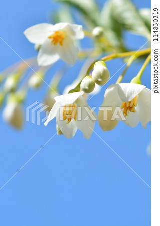 Egonoki白花 Egonoki白花 114830319