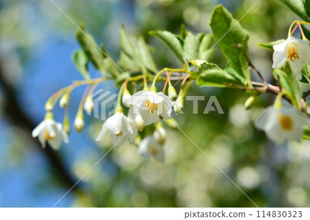 Egonoki白花 114830323