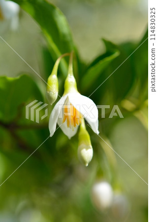 White flowers of Egonoki White flowers of Egonoki 114830325