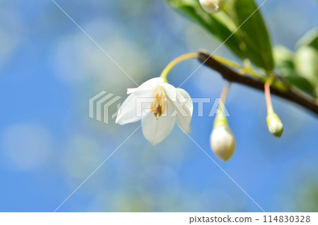 White flowers of Egonoki White flowers of Egonoki 114830328