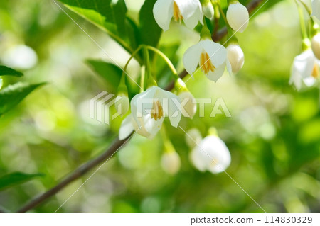 White flowers of Egonoki White flowers of Egonoki 114830329